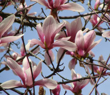Saucer Magnolia Hybrid